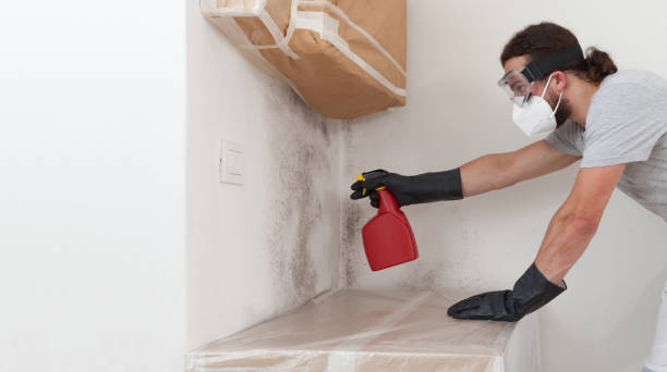 Professional Attic Mold Removal technician working in Fruitport, MI