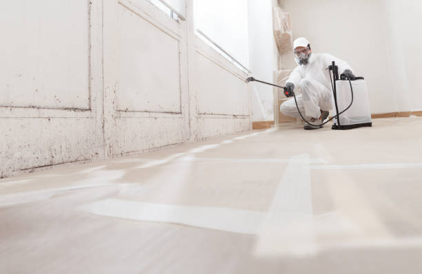24/7 Emergency Attic Mold Removal experts in Fruitport, MI