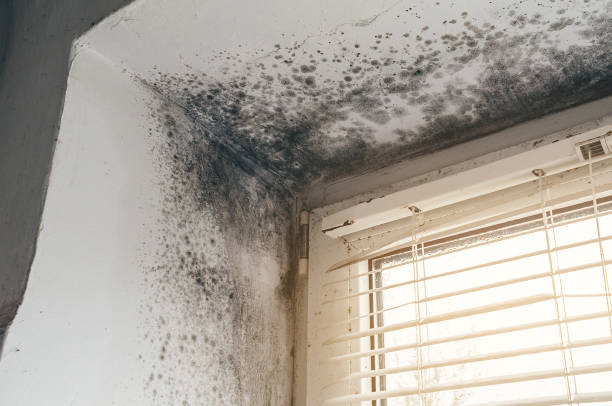 Affordable Attic Mold Removal solutions in Fruitport, MI