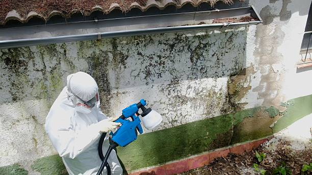 Top rated local Attic Mold Removal specialists in Fruitport, MI